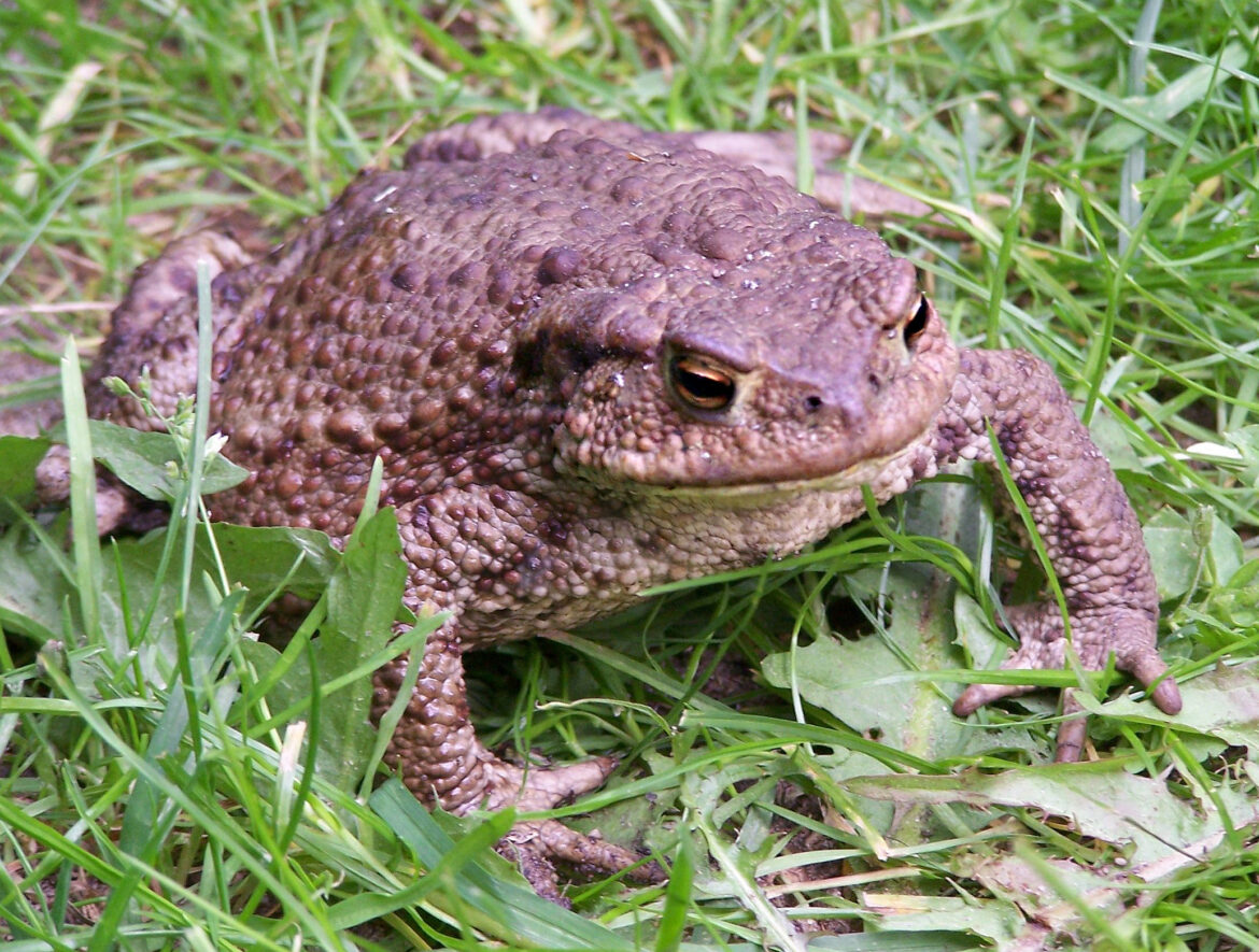 Pourquoi j'ai un crapaud dans mon jardin ?