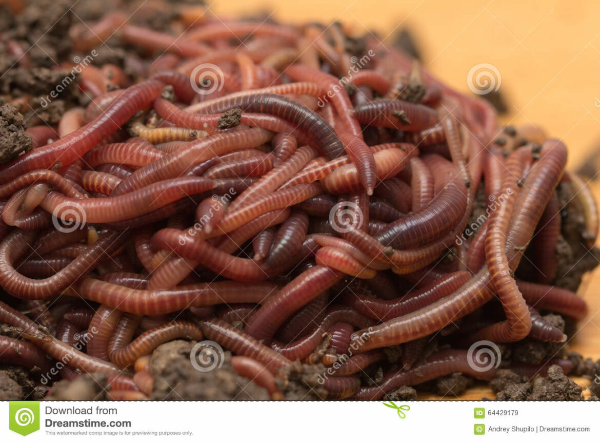 Pourquoi je n'ai pas de vers de terre dans mon potager ?