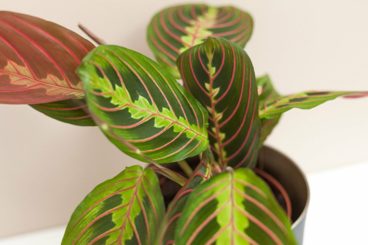 Pourquoi la Maranta bouge ?