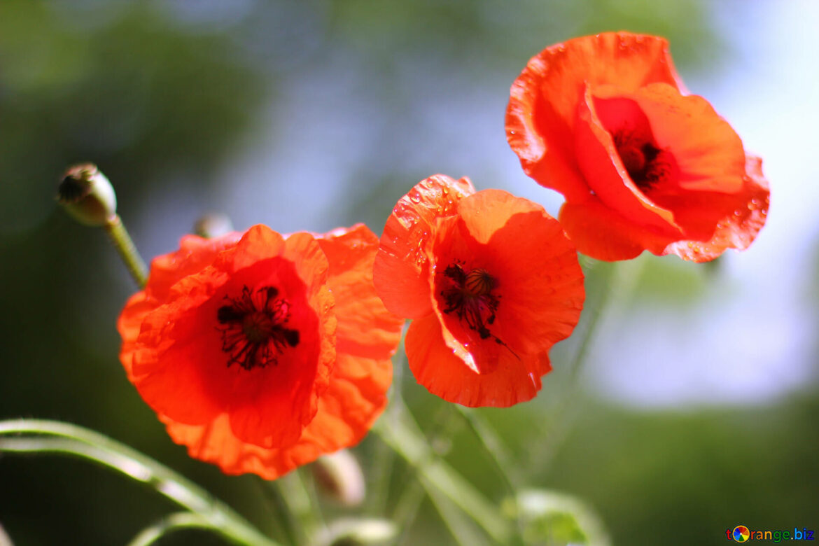Pourquoi la fleur de coquelicot ?