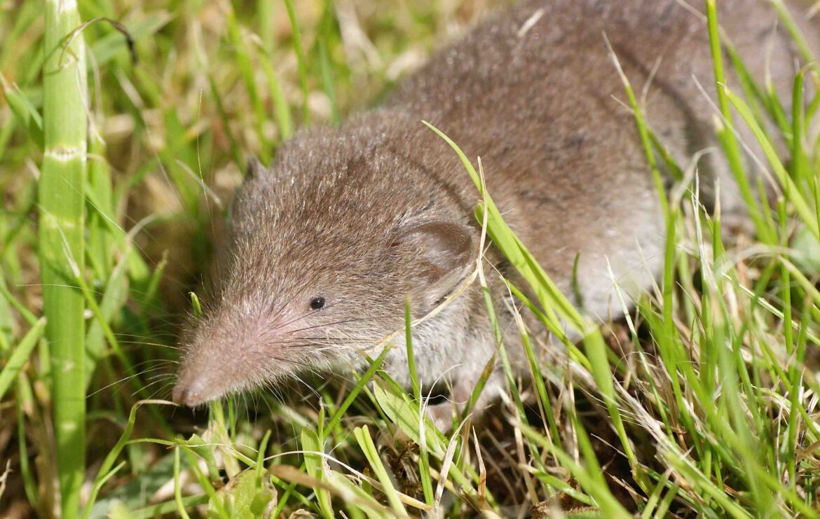 Pourquoi la musaraigne rentre dans la maison ?