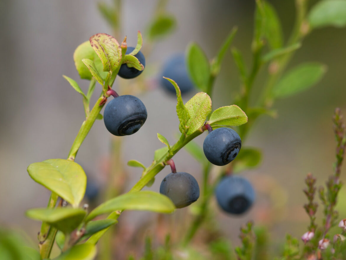 Pourquoi la myrtille est bonne pour la santé ?