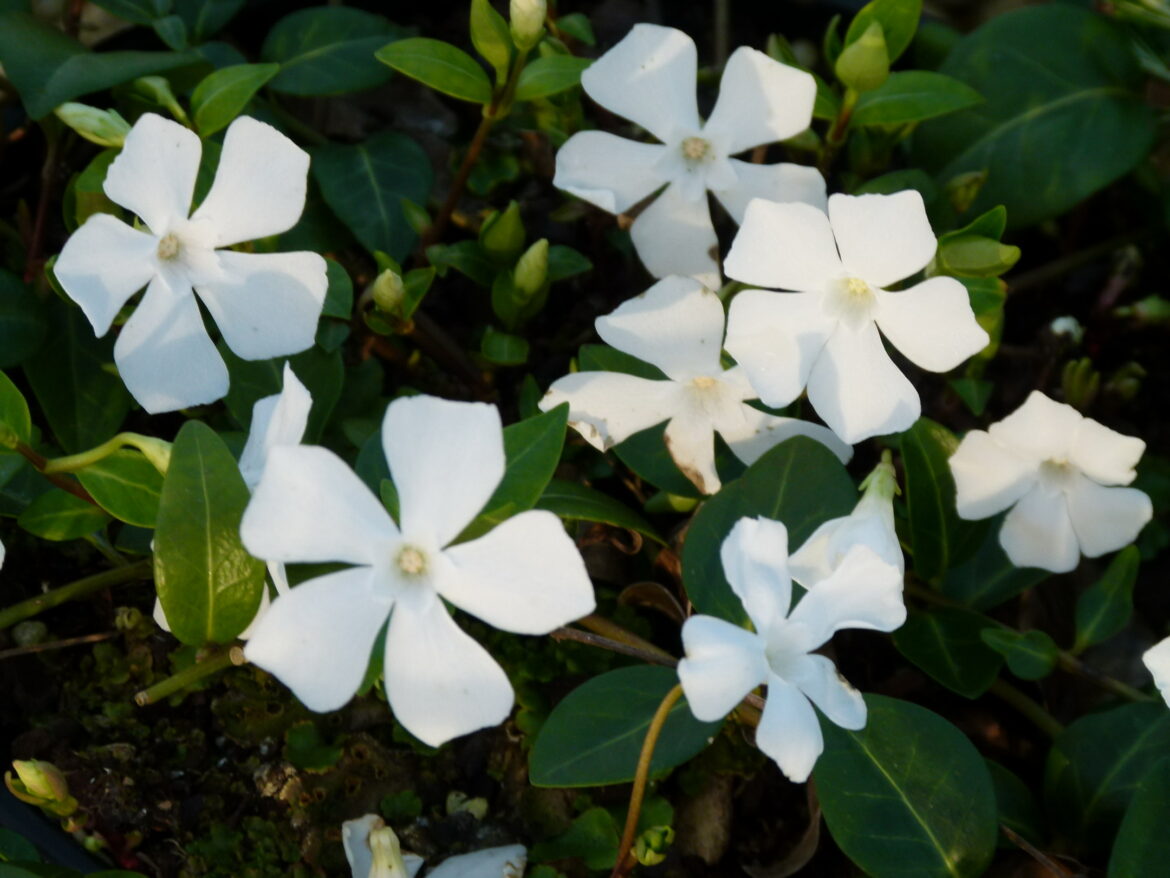 Pourquoi la petite pervenche est interdite en France ?