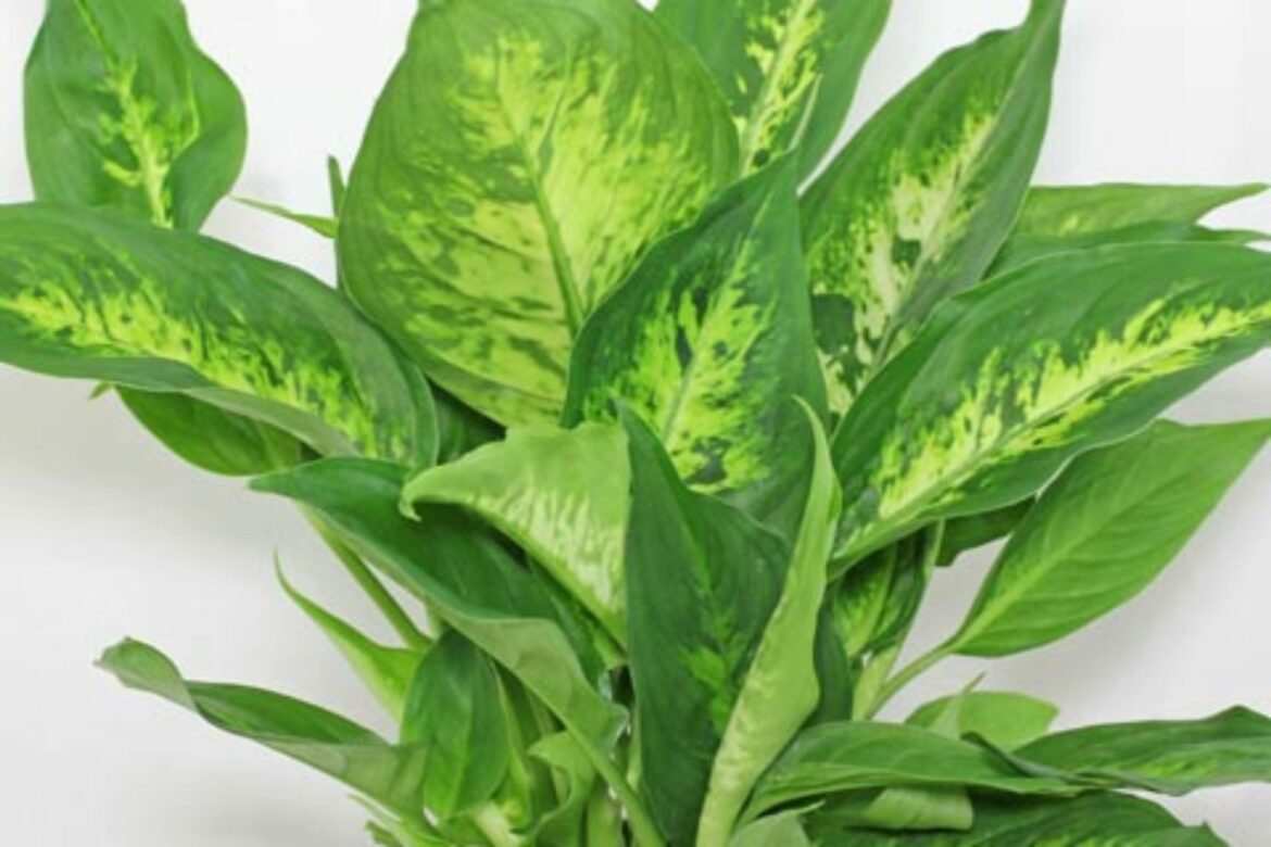Pourquoi la plante Dieffenbachia pleure ?