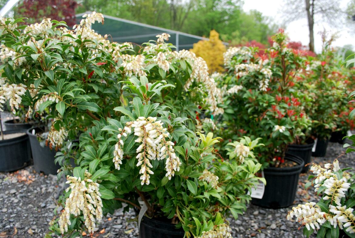 Pourquoi la terre de bruyère ?