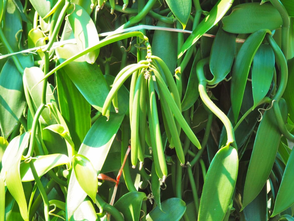 Pourquoi la vanille est si cher ?