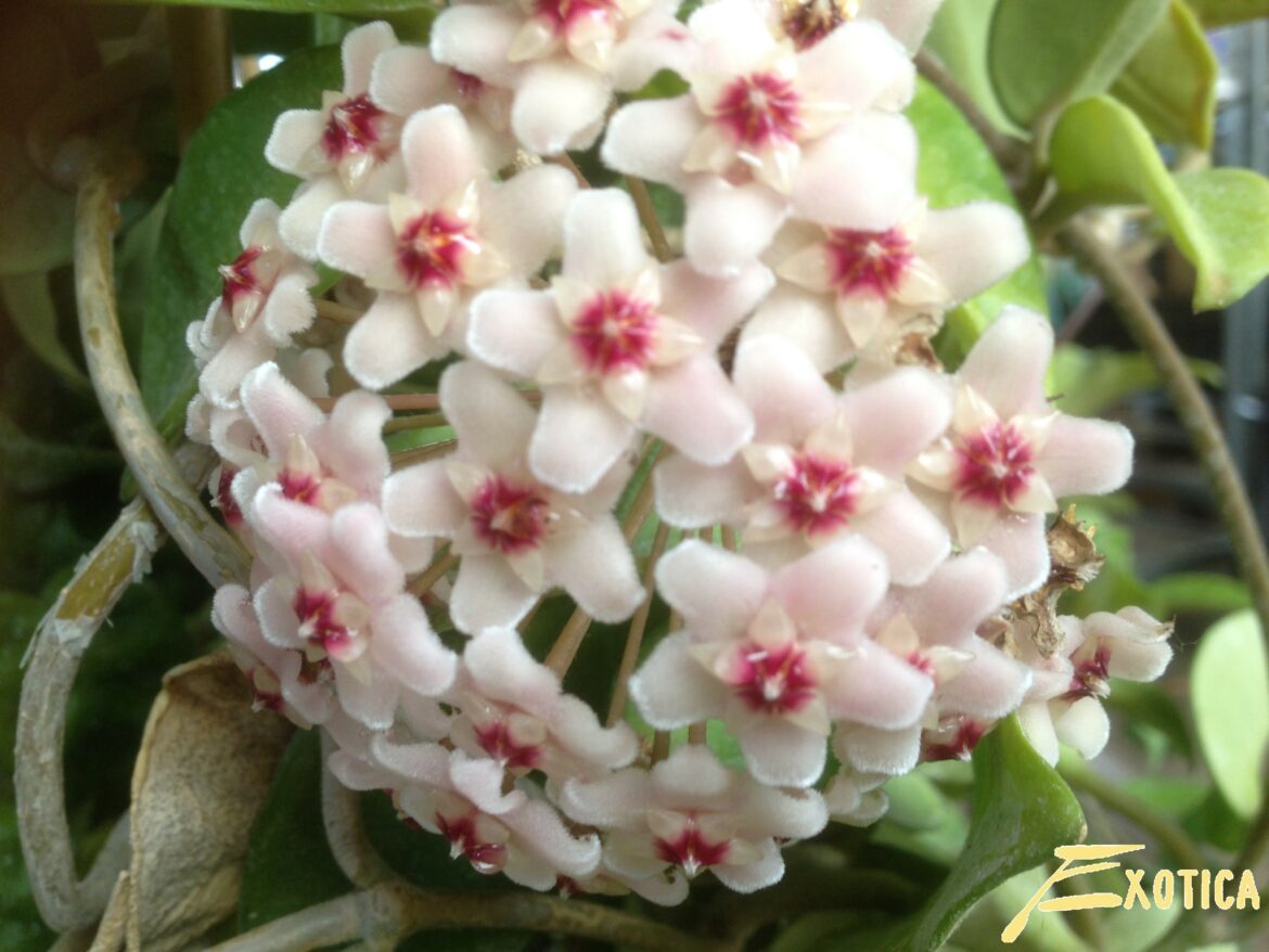 Pourquoi le Hoya ne fleurit pas ?