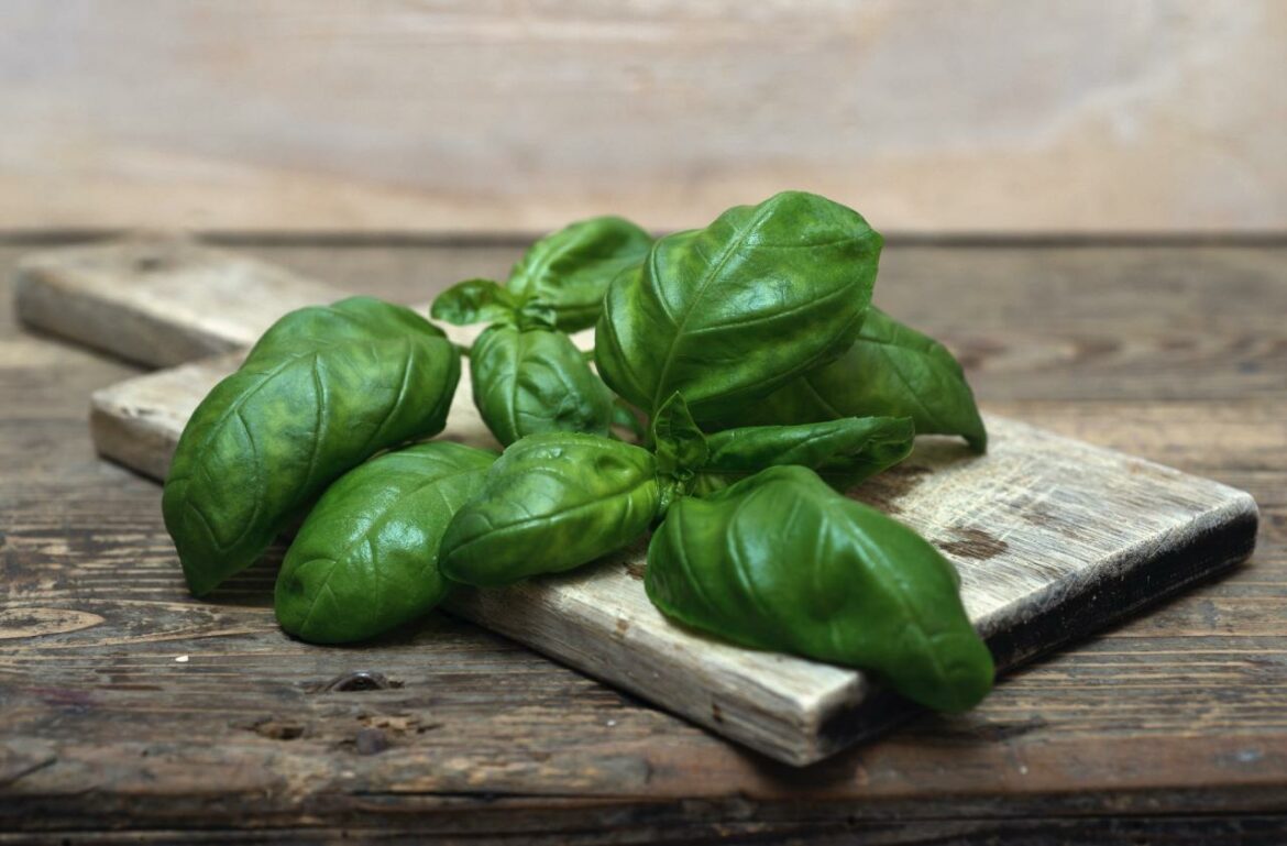 Pourquoi le basilic ne repousse pas ?