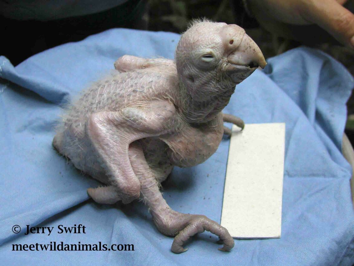 Pourquoi le céanothe ne fleurit pas ?