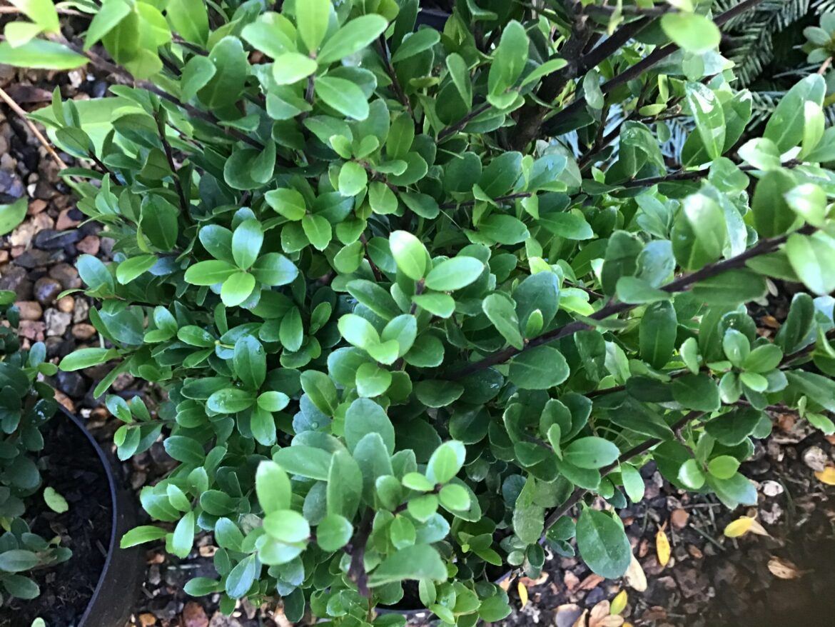 Pourquoi le houx n'a pas de boules rouges cette année ?