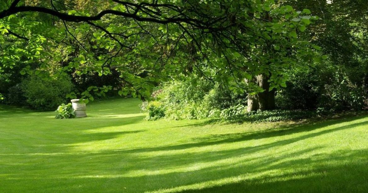 Pourquoi le kikuyu jaunit ?