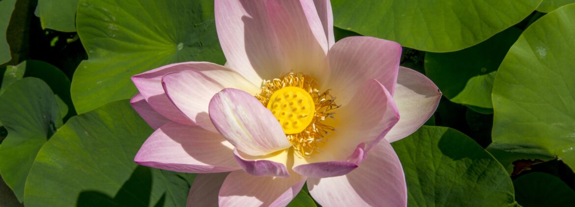 Pourquoi le lotus éclos dans la boue ?