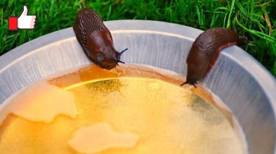 Pourquoi le sel fait fondre les limaces ?