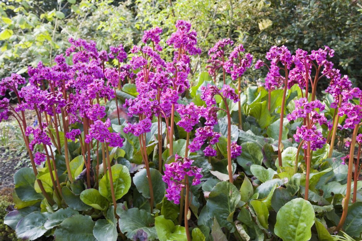 Pourquoi les bergenia ne fleurissent pas ?