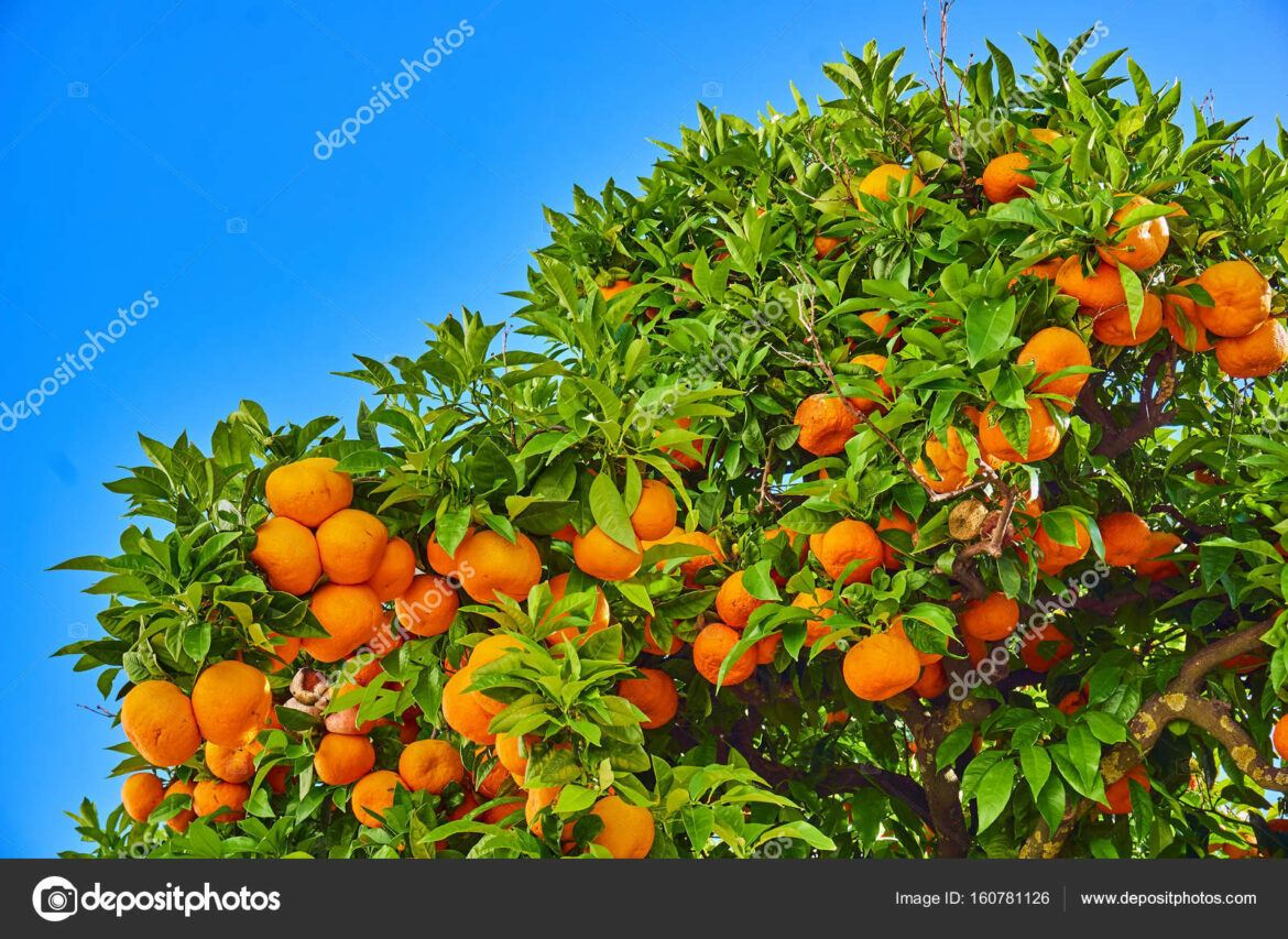 Pourquoi les clémentines poussent en hiver ?