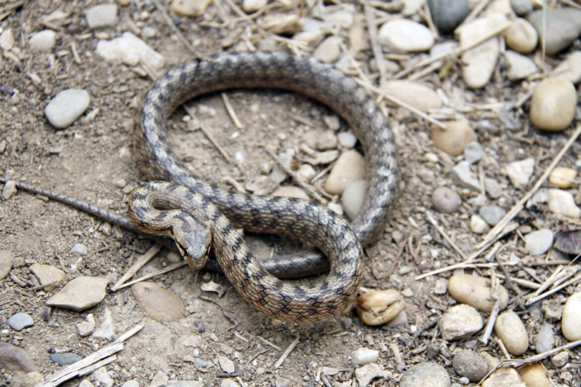 Pourquoi les couleuvres rentrent dans les maisons ?