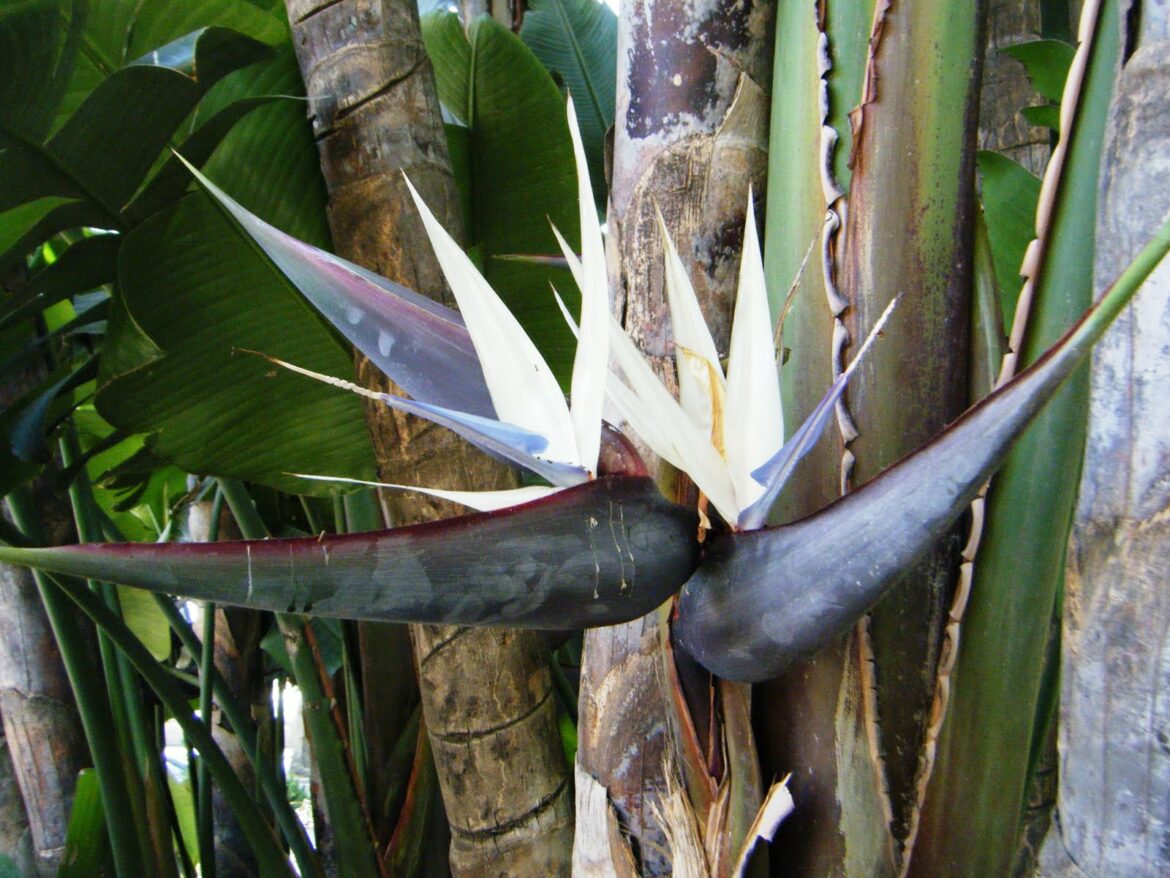 Pourquoi les feuilles de l'oiseau du paradis s'enroulent ?