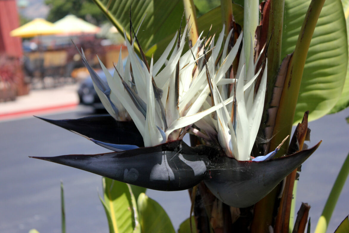 Pourquoi les feuilles de l'oiseau du paradis s'enroulent ?