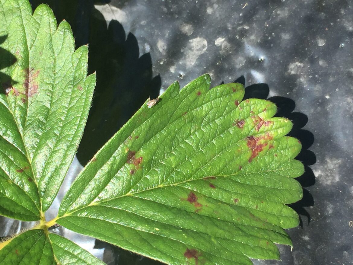 Pourquoi les feuilles de mes fraisiers se dessèchent ?