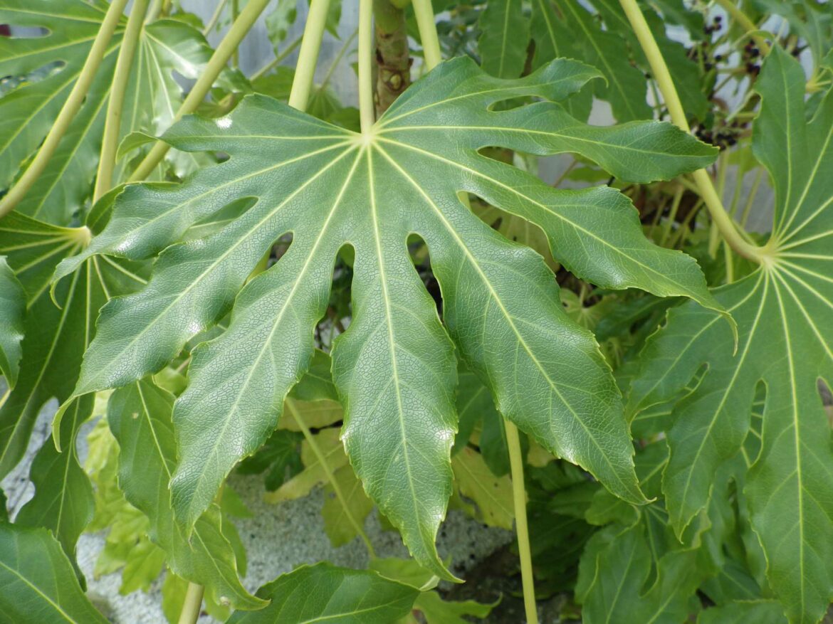 Pourquoi les feuilles de mon Aralia jaunissent ?
