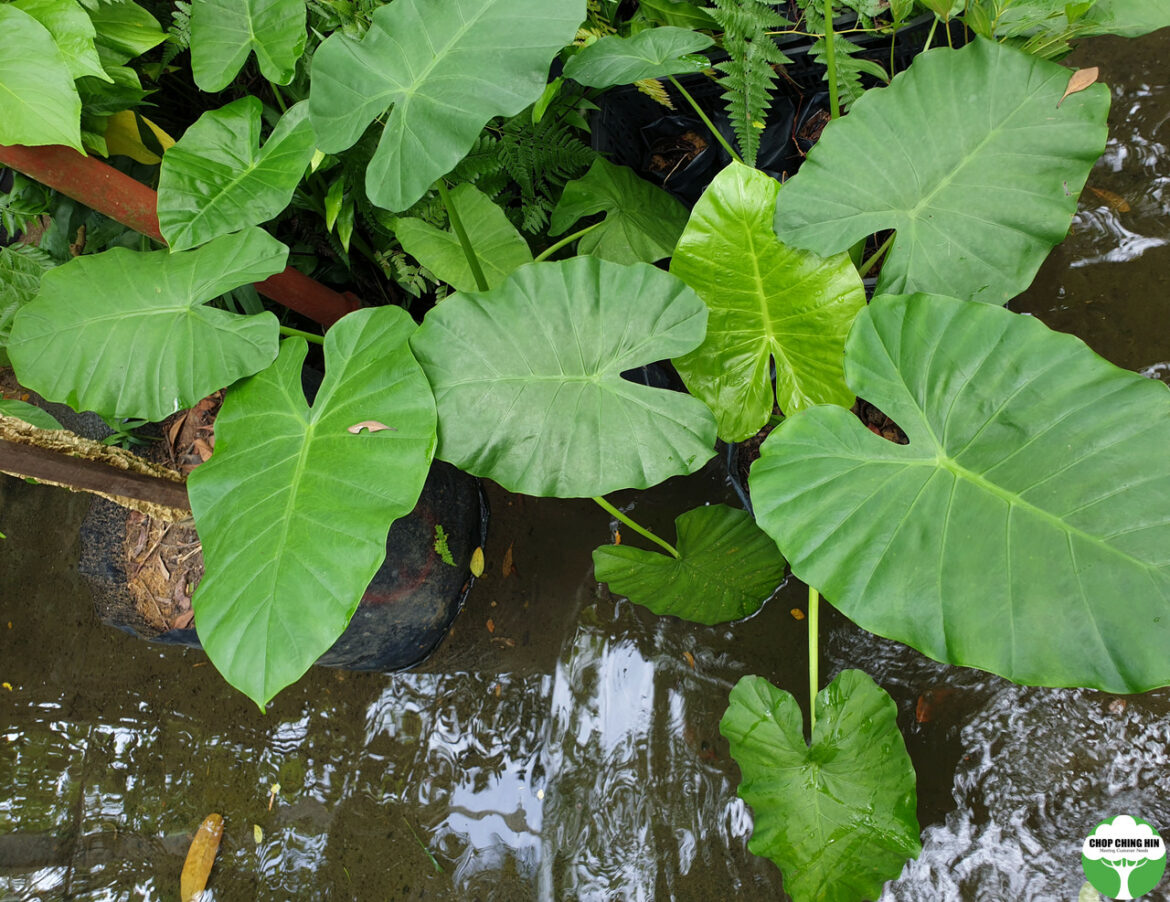 Pourquoi les feuilles de mon alocasia jaunissent ?