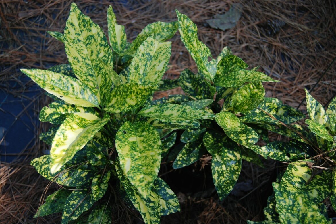 Pourquoi les feuilles de mon aucuba noircissent ?