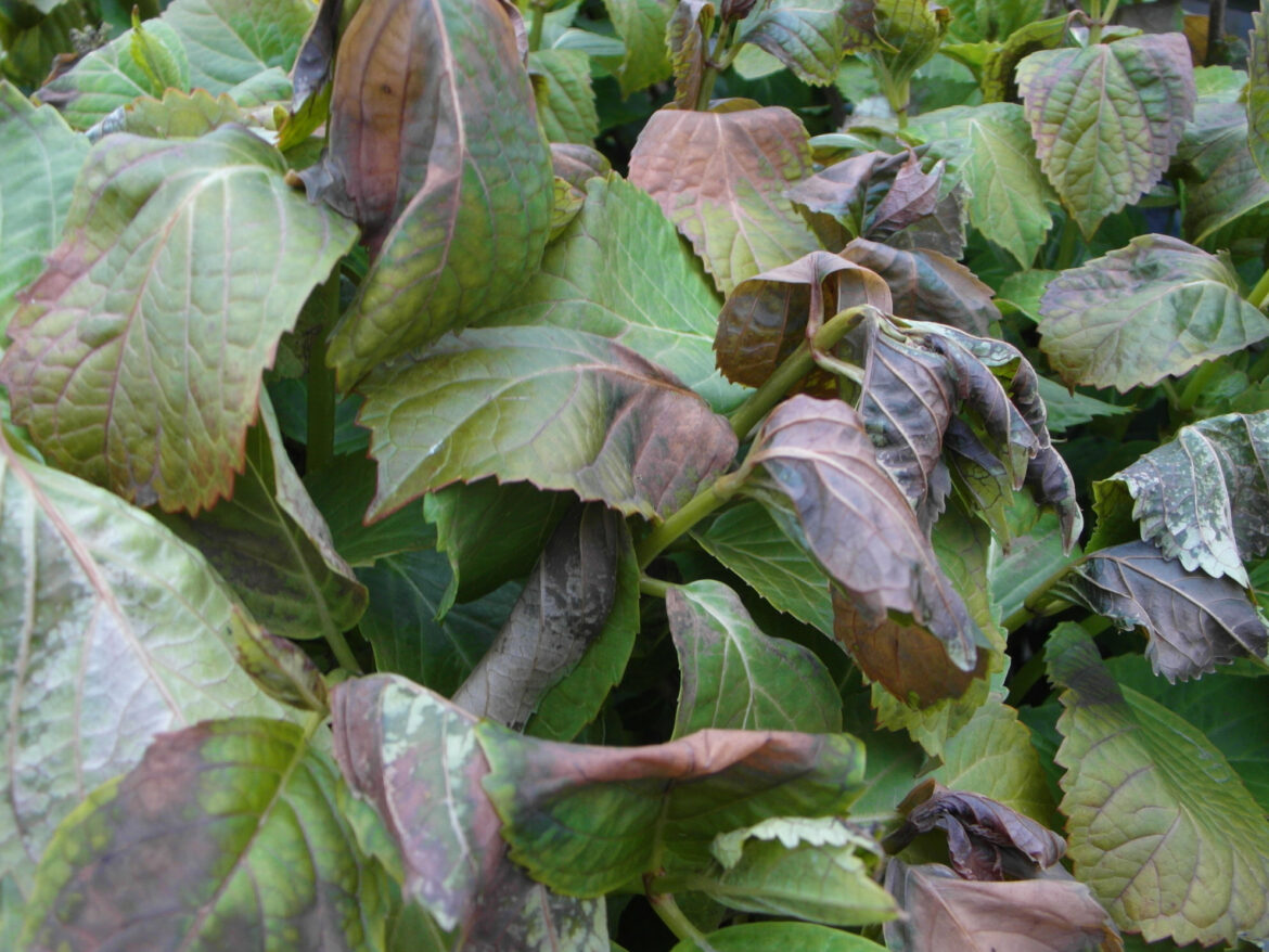 why-are-my-hydrangea-leaves-drying-out-housekeeping-magazine