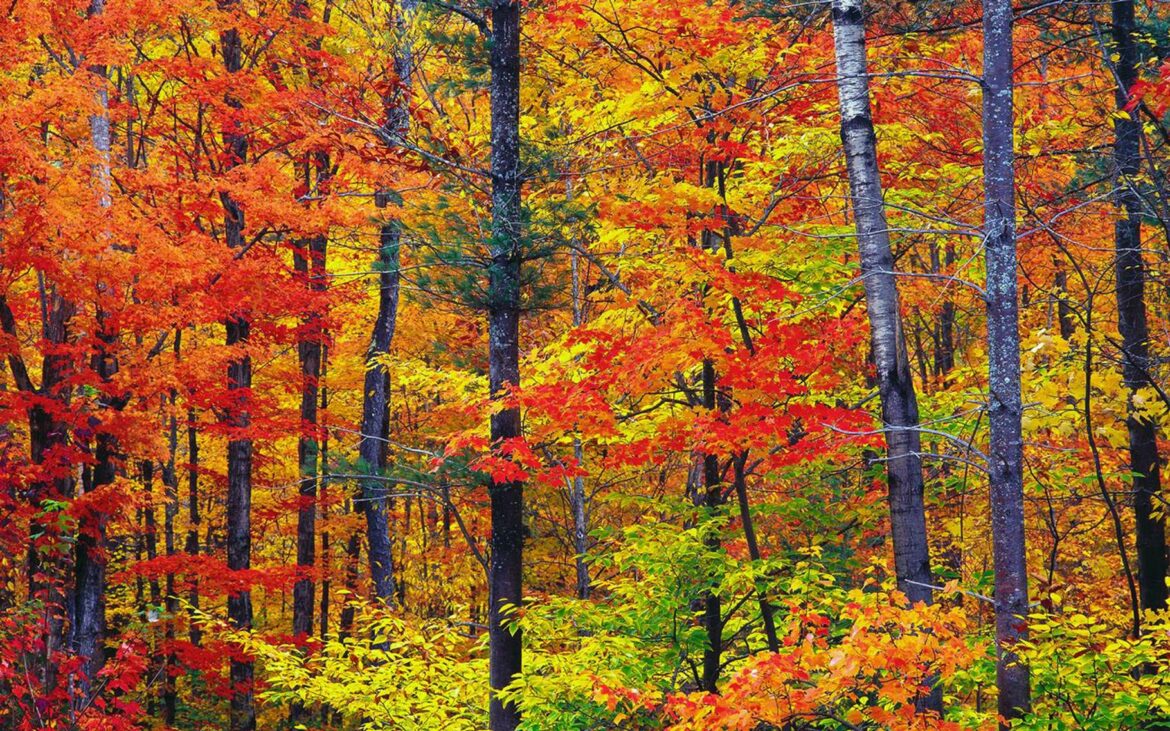 Pourquoi les feuilles des arbres changent de couleur en automne ?