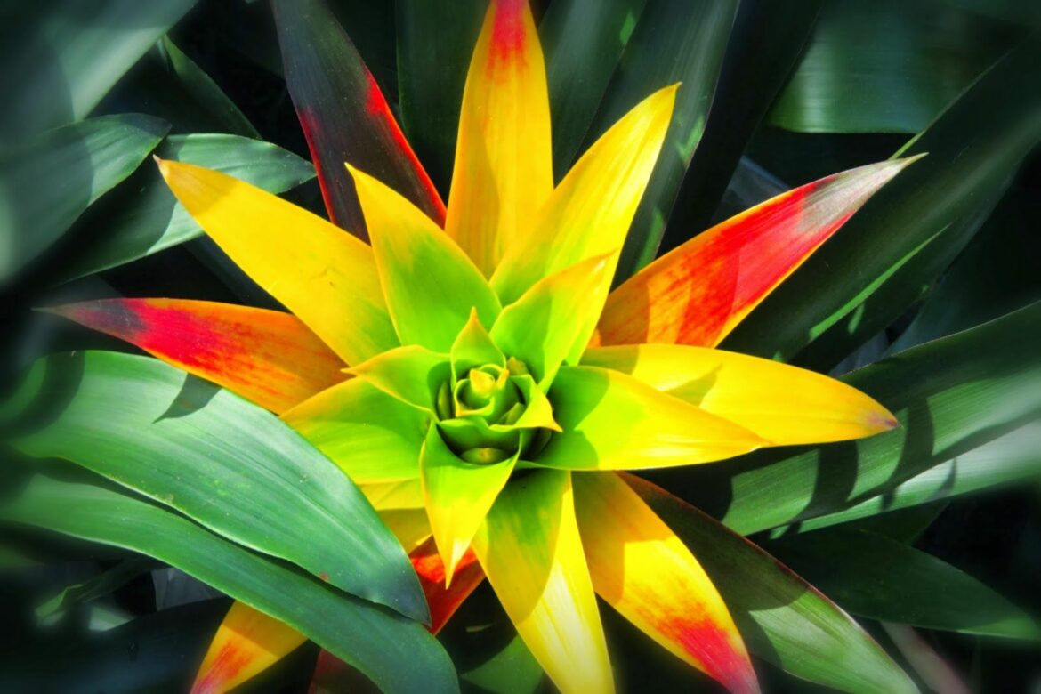 Pourquoi les feuilles du guzmania jaunissent ?