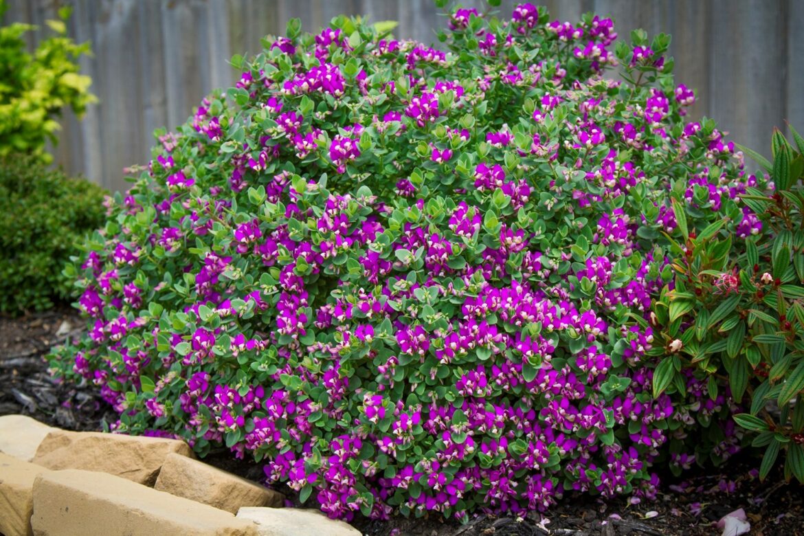 Pourquoi les feuilles du polygala jaunissent ?