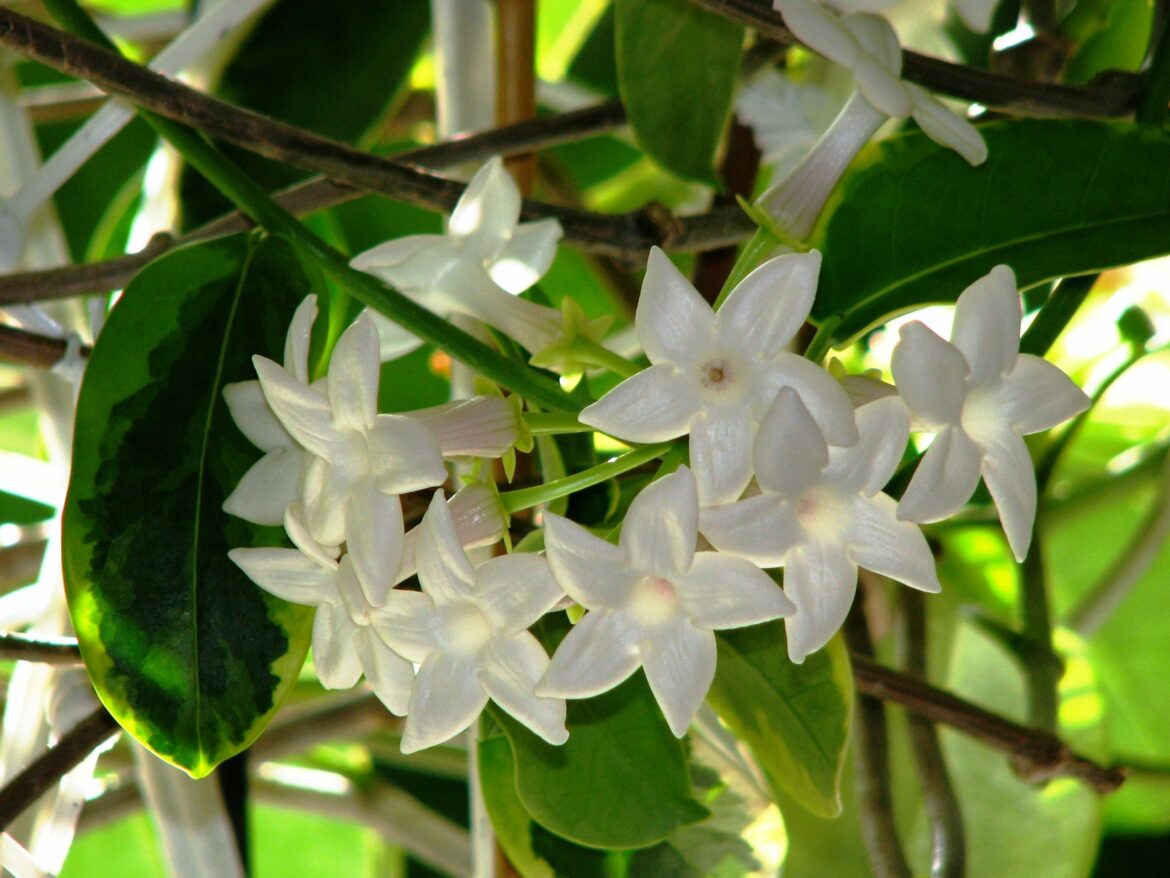Pourquoi les fleurs de mon stephanotis tombent ?