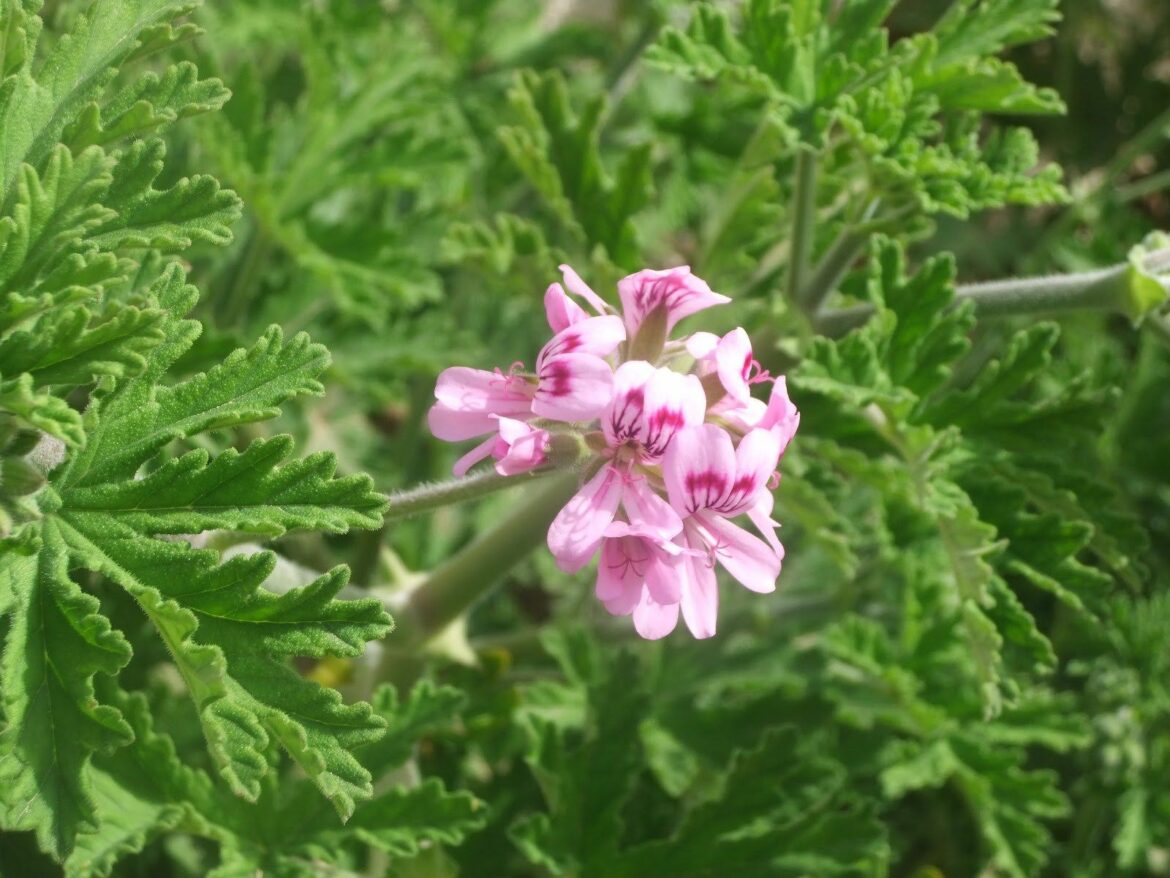 Pourquoi les géraniums ont les feuilles qui jaunissent ?