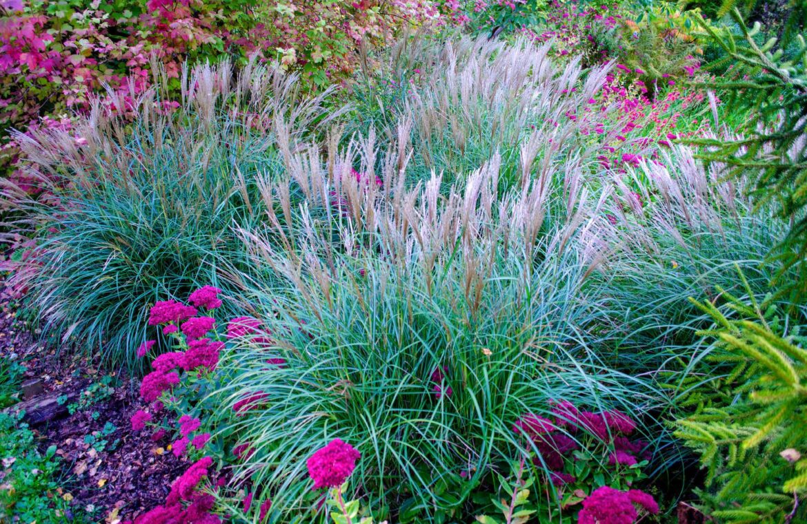 Pourquoi les graminées jaunissent ?