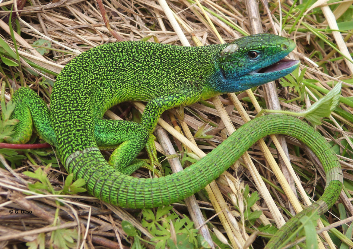 Pourquoi les lézards rentre dans la maison ?