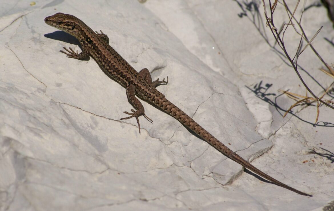 Pourquoi les lézards rentre dans la maison ?
