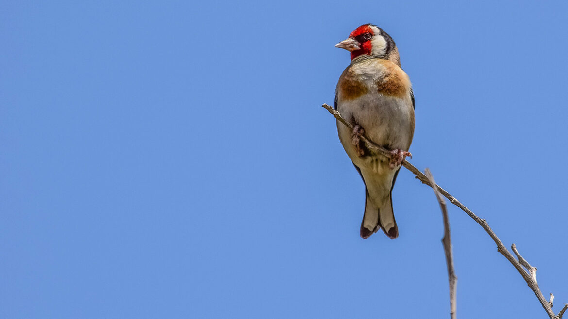Pourquoi les oiseaux disparaissent de nos campagnes ?