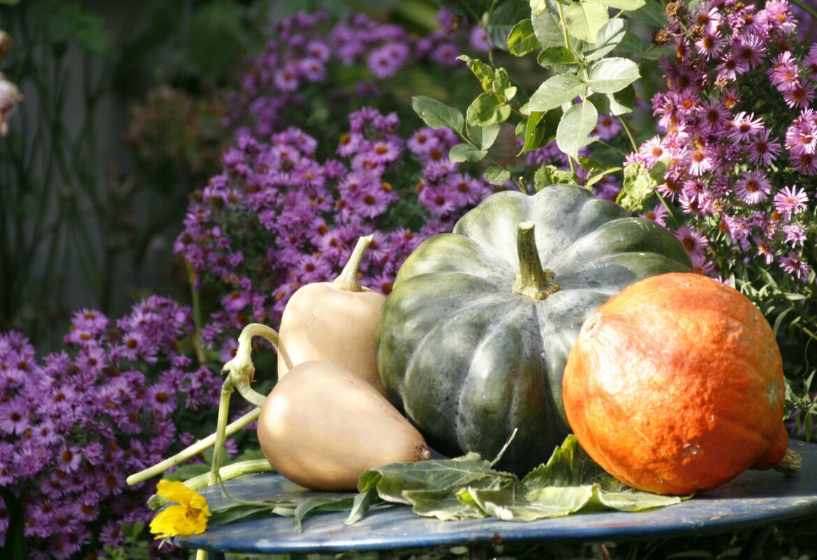 Pourquoi les potirons ne grossissent pas ?