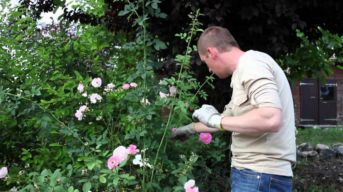 Pourquoi les rosiers font des rejets ?