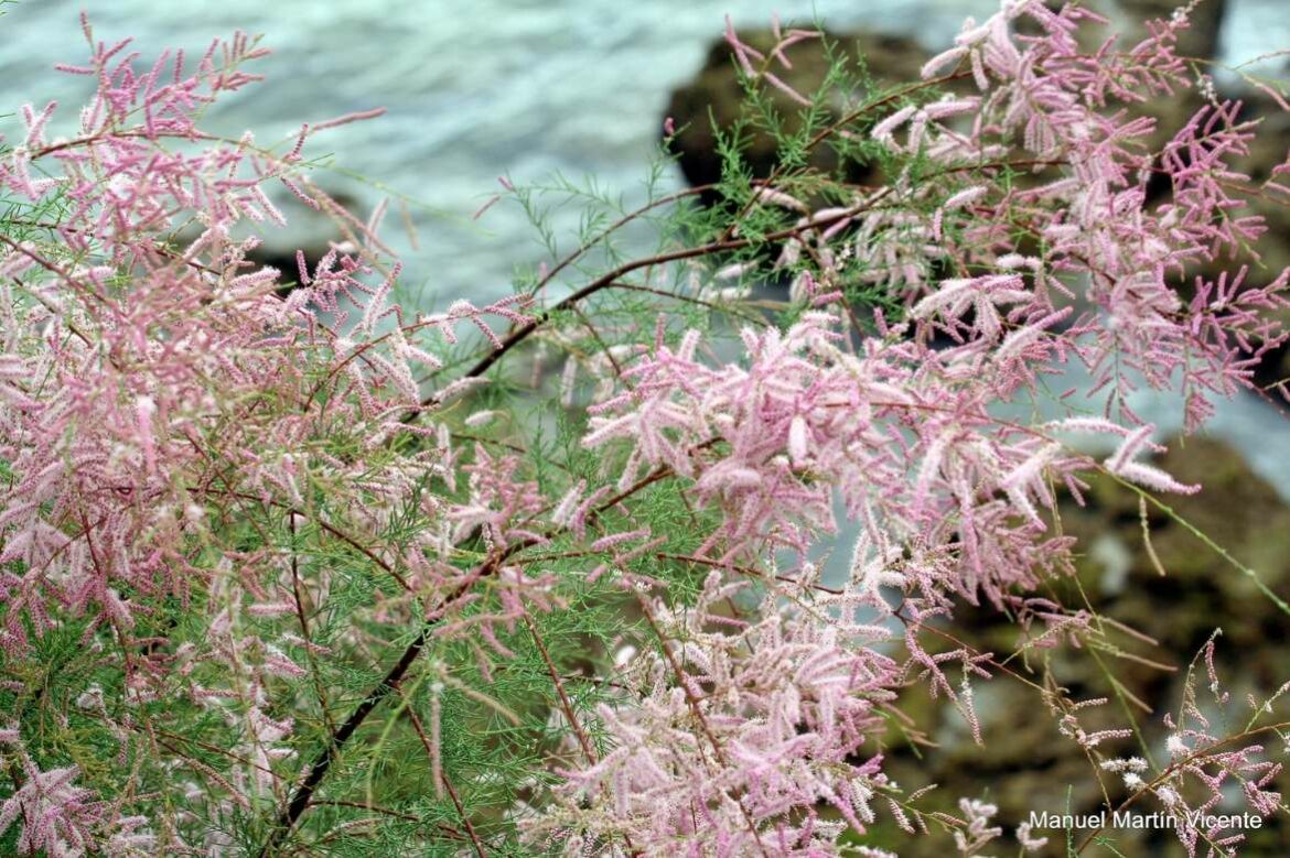 Pourquoi les tamaris jaunissent ?