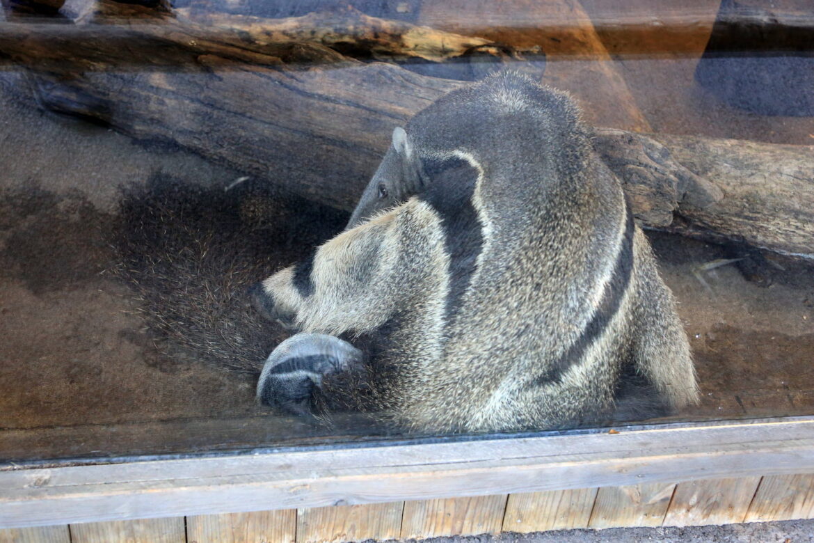 Pourquoi les taupes meurt ?