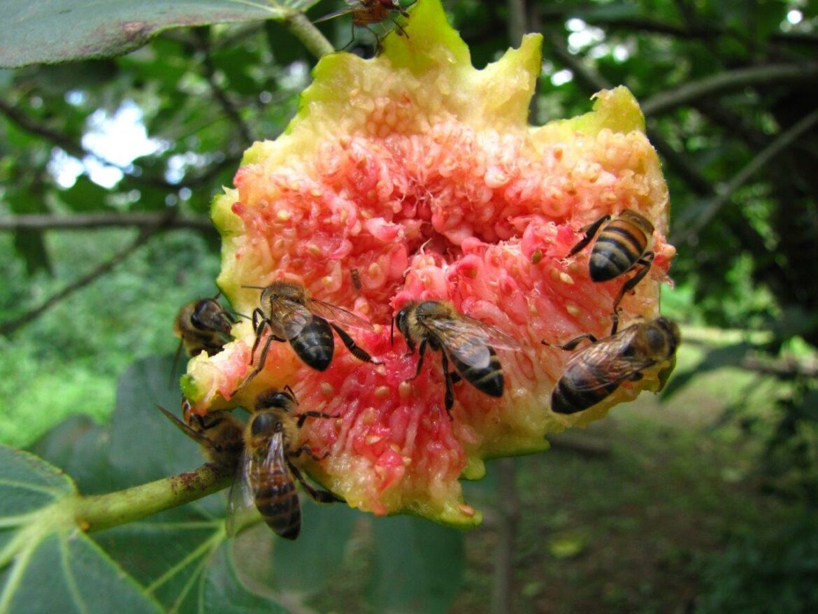 Pourquoi les végans ne mangent pas de figues ?