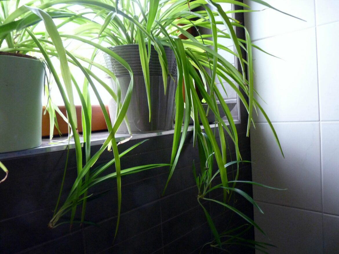 Pourquoi ma plante araignée jaunie ?