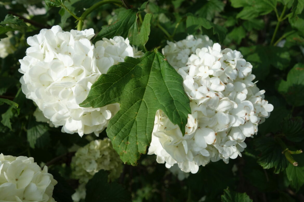 Pourquoi ma viorne ne fleurit pas ?