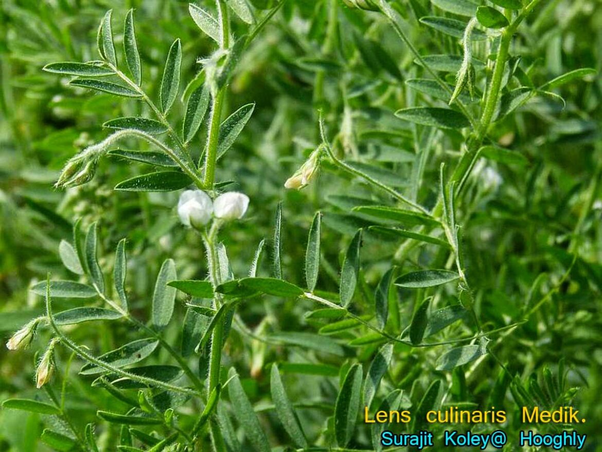 Pourquoi manger des lentilles le soir ?