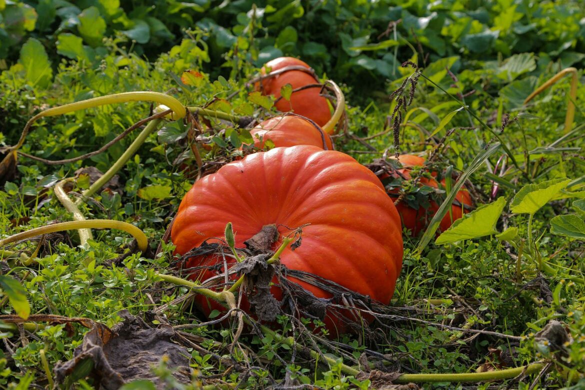 Pourquoi mes citrouilles ne grossissent pas ?