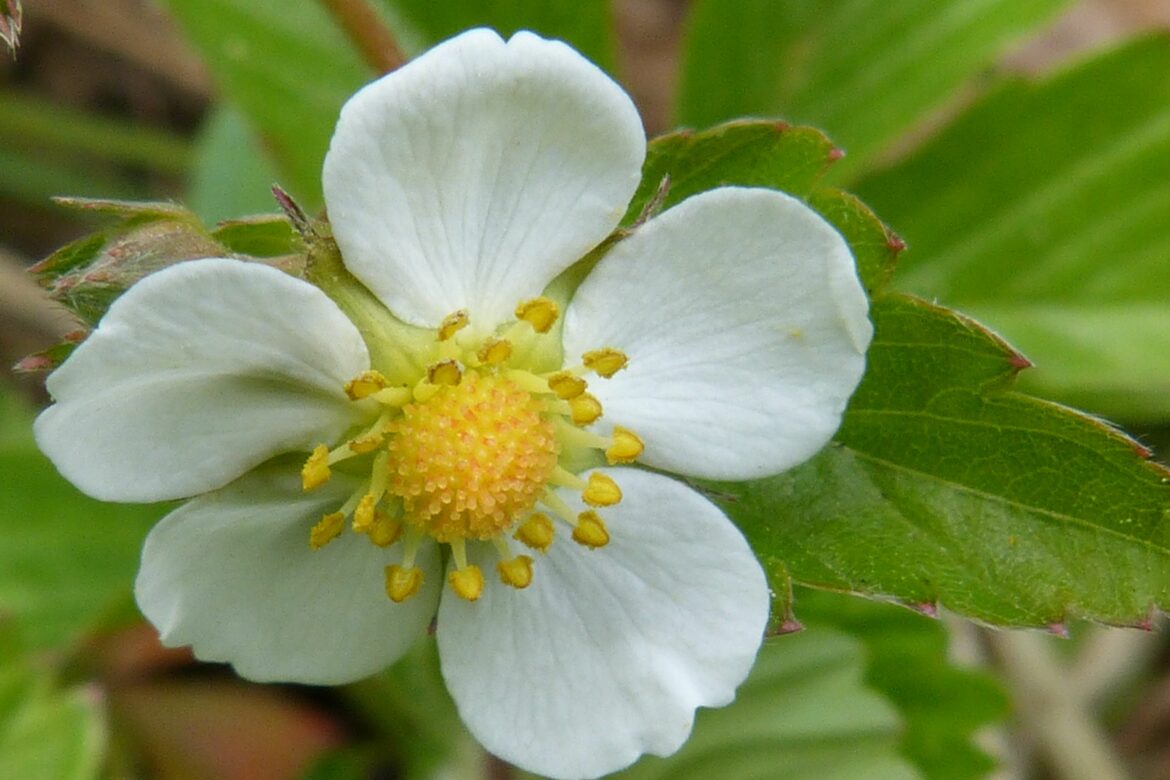 Pourquoi mes fraisiers ne donnent pas de fruits ?