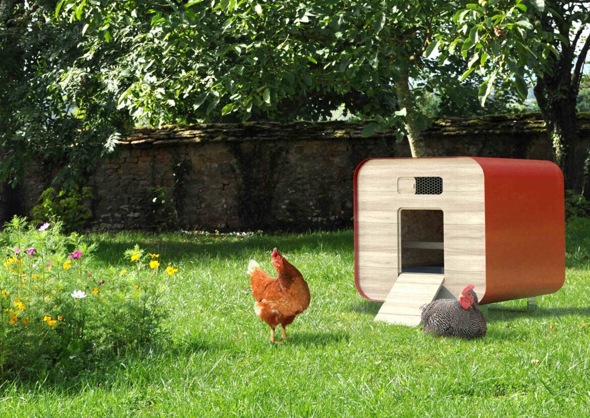 Pourquoi mes poules attaquent les nouvelles ?