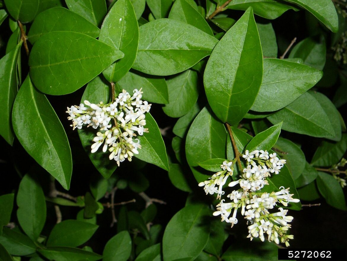 Pourquoi mes troènes meurent ?