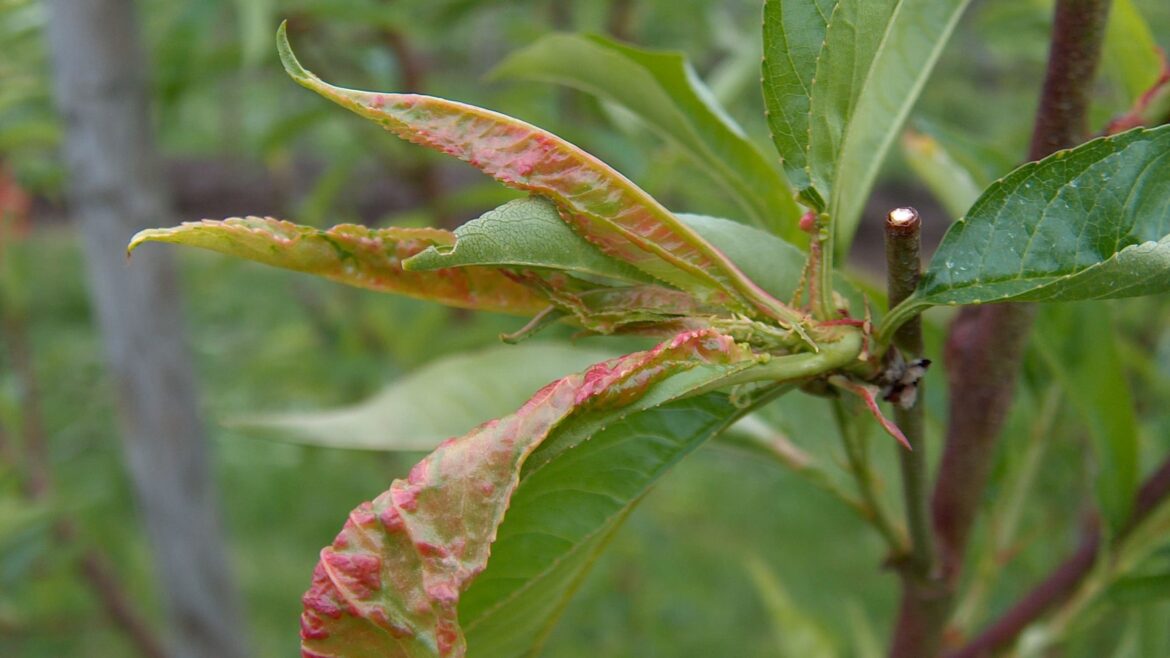 Pourquoi mettre de la bouillie bordelaise ?