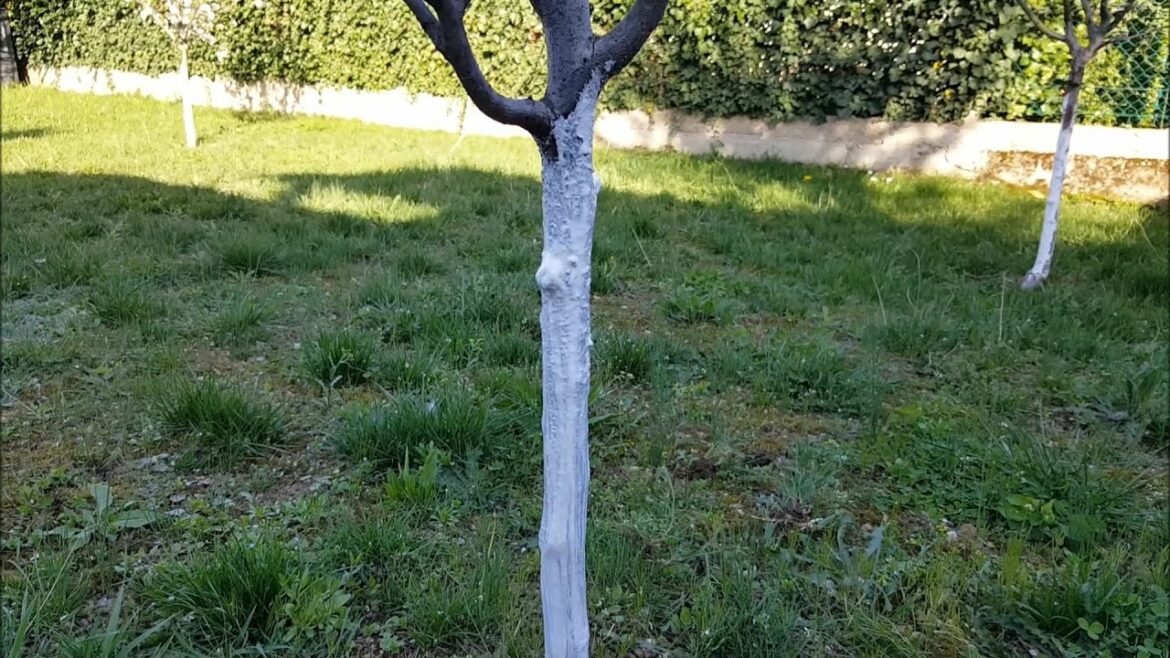 Pourquoi mettre de la chaux sur les troncs d'arbres ?
